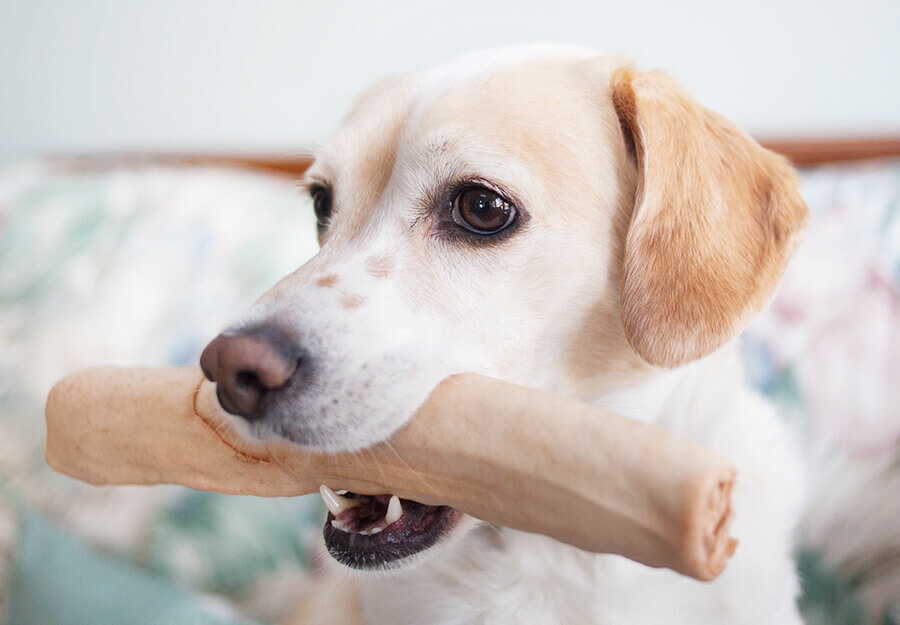 Are Rawhide Chew Bones Good For Dogs